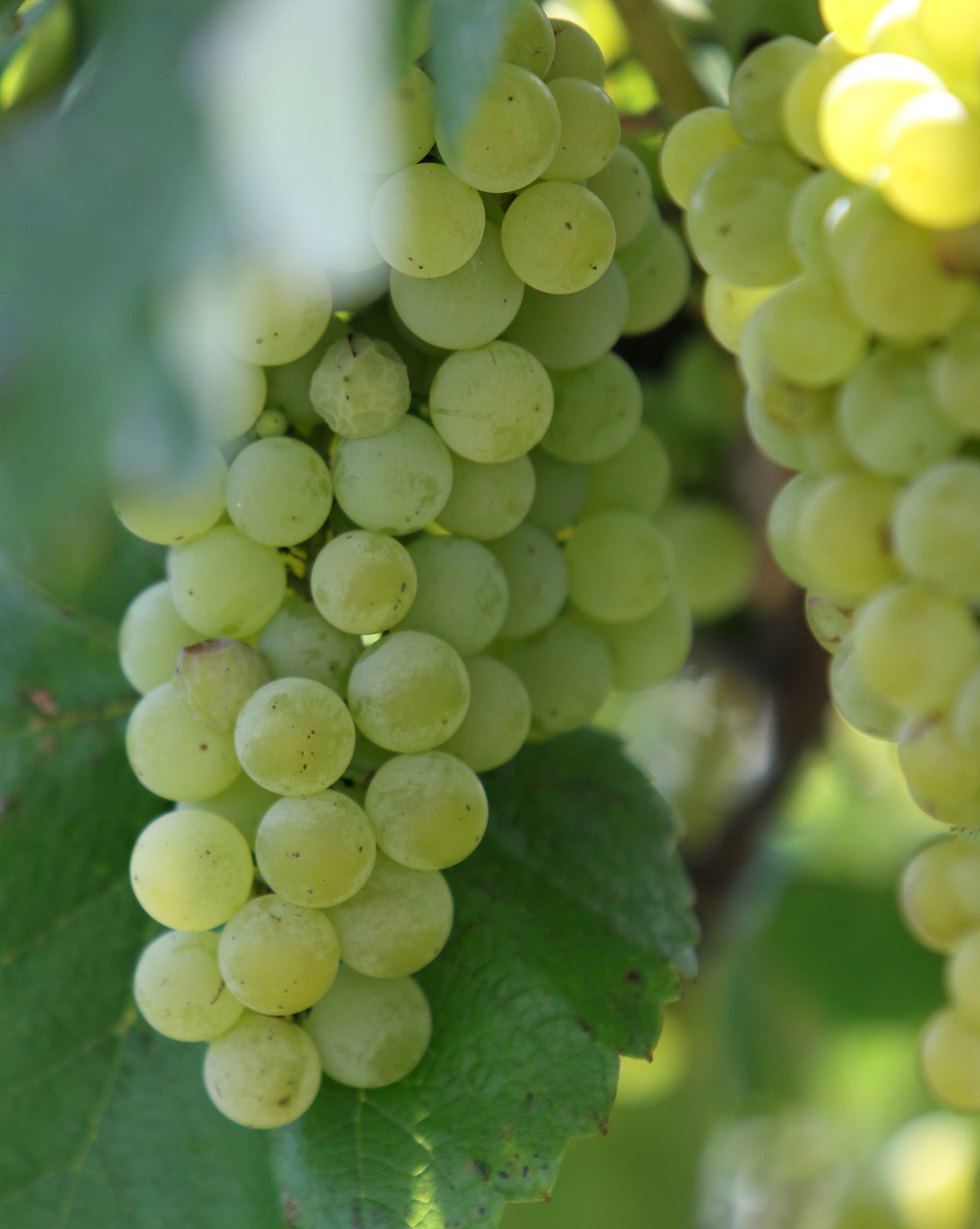 082218-big-story-winery-016